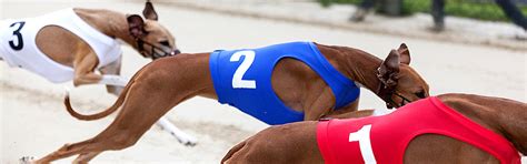 my racing greyhounds|Greyhound Racecards .